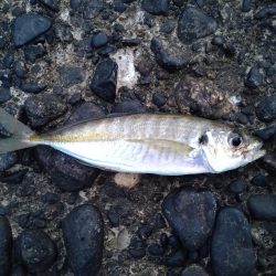 ノープラン釣行